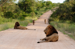 Tanzania Honeymoon Safari