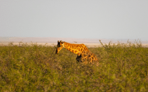 Kenya Group Tour Packages