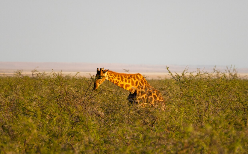 Kenya Group Tour Packages